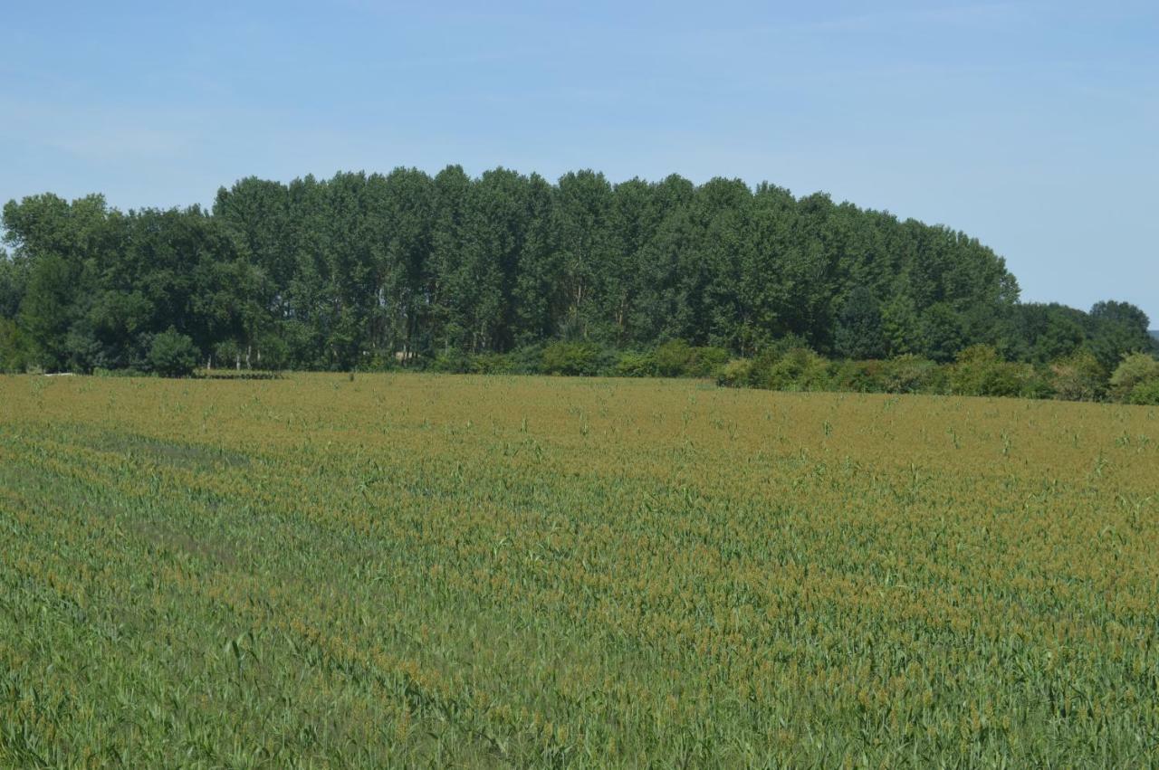 Gite Dans Le Vignoble De Bourgueil Le Port Boulet Екстер'єр фото